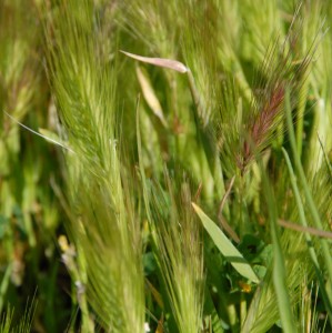 Green Foxtail Grass Cropped Square
